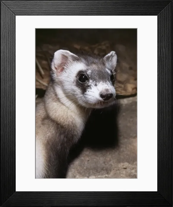 Framed Print : Black - Footed Ferret KEL 1083 Mustela nigripes - Norh Americas rarest animal. Praires of Wyoming USA © Ken Lucas ARDEA LONDON Framed Print : Black - Footed Ferret KEL 1083 Mustela nigripes - Norh Americas rarest animal. Praires of Wyoming USA © Ken Lucas ARDEA LONDON