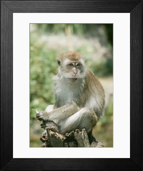 Framed Print : Crab Eating Macaque KEL 1106 Near Water, Southeast Asia Macaca fascicularis © Ken Lucas / ARDEA LONDON Framed Print : Crab Eating Macaque KEL 1106 Near Water, Southeast Asia Macaca fascicularis © Ken Lucas / ARDEA LONDON