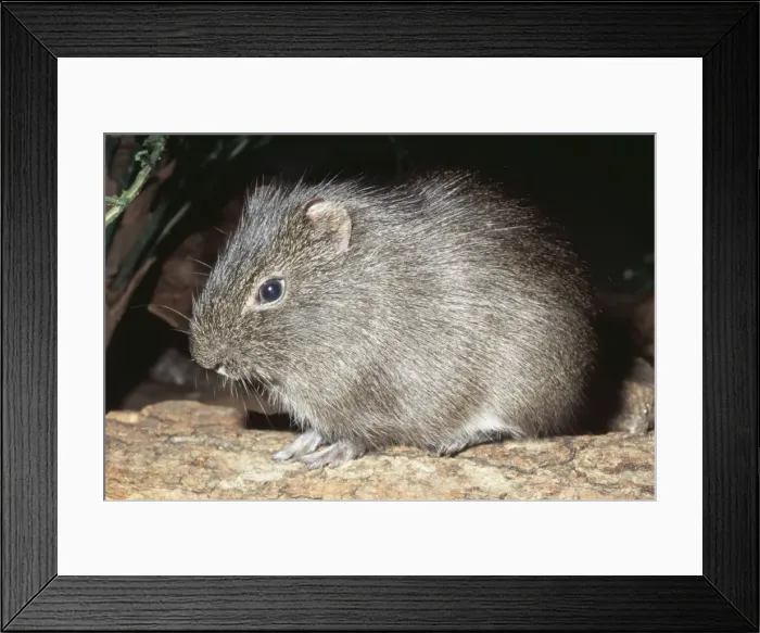 Framed Print : Guinea Pig KEL 1157 Cavia aperea - North and West, South America © Ken Lucas ARDEA LONDON Framed Print : Guinea Pig KEL 1157 Cavia aperea - North and West, South America © Ken Lucas ARDEA LONDON