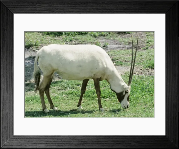 Framed Print : Arabian Oryx KEL 1184 Endangered. Desert Scrublands; Oman, Arabian Peninsula. Oryx leucoryx © KenLucas  /  ARDEA LONDON