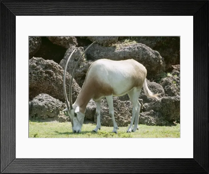 Framed Print : Scimitar Horned Oryx KEL 1220 Northern Sahara, North Africa Oryx dammah © Ken Lucas / ARDEA LONDON Framed Print : Scimitar Horned Oryx KEL 1220 Northern Sahara, North Africa Oryx dammah © Ken Lucas / ARDEA LONDON