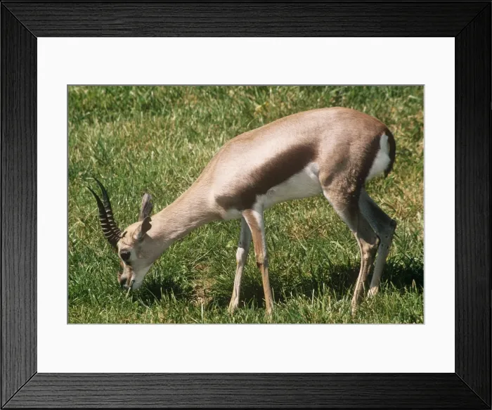 Framed Print : Speke's Gazella - feeding Grasslands of Somalia Africa Framed Print : Speke's Gazella - feeding Grasslands of Somalia Africa