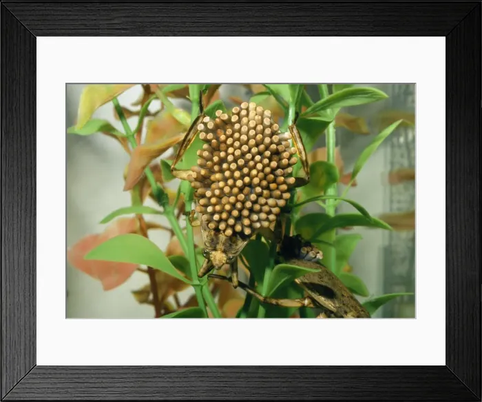 Framed Print : Giant Water Bug - males with eggs. Slow streams-ponds. Foothills of Central California Framed Print : Giant Water Bug - males with eggs. Slow streams-ponds. Foothills of Central California
