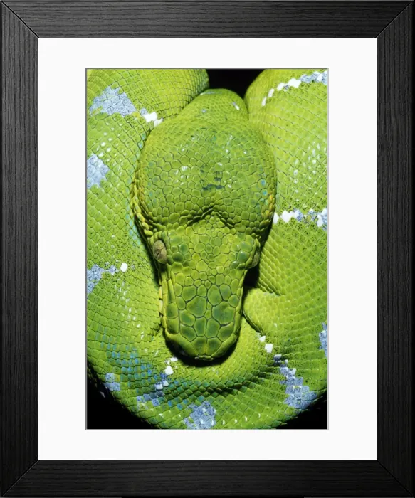Framed Print : Emerald Tree Boa Amazon basin, Brazil Framed Print : Emerald Tree Boa Amazon basin, Brazil