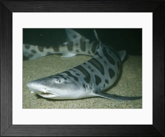 Framed Print : Leopard Shark KEL 181 San Francisco Bay, California USA. Triakis semifasiata © Ken Lucas / ARDEA LONDON Framed Print : Leopard Shark KEL 181 San Francisco Bay, California USA. Triakis semifasiata © Ken Lucas / ARDEA LONDON