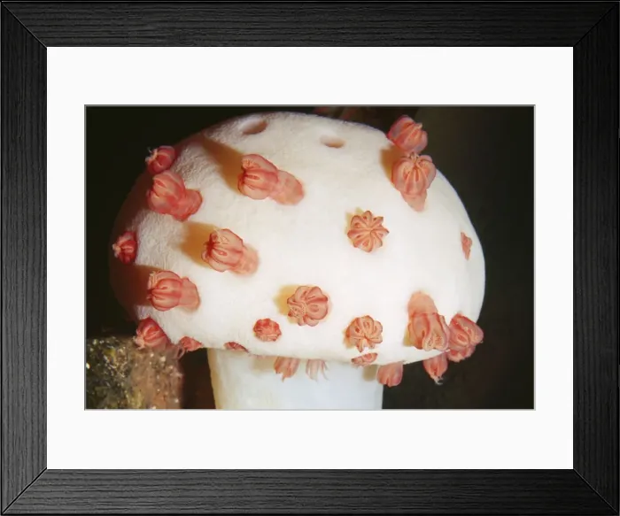 Framed Print : Deep Sea Mushroom Soft Coral (Cnidaria) - Depth: 700 - 4000 ft - Canyon Walls - Montery Bay - California - USA Framed Print : Deep Sea Mushroom Soft Coral (Cnidaria) - Depth: 700 - 4000 ft - Canyon Walls - Montery Bay - California - USA