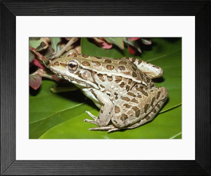 Framed Print : Leopard Frog Throughout Northern North America Framed Print : Leopard Frog Throughout Northern North America