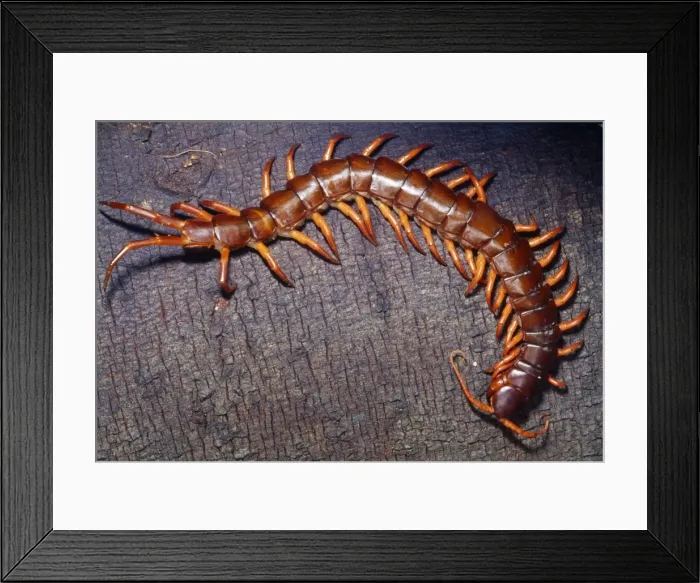 Framed Print : Giant Vietnamese Centipede Tropical Southeast Asia Framed Print : Giant Vietnamese Centipede Tropical Southeast Asia