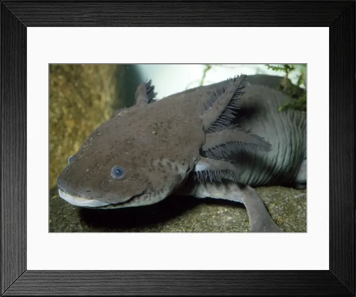 Framed Print : Mexican Axolotl - (Salamander). Sexually mature, but remain in larval form Framed Print : Mexican Axolotl - (Salamander). Sexually mature, but remain in larval form