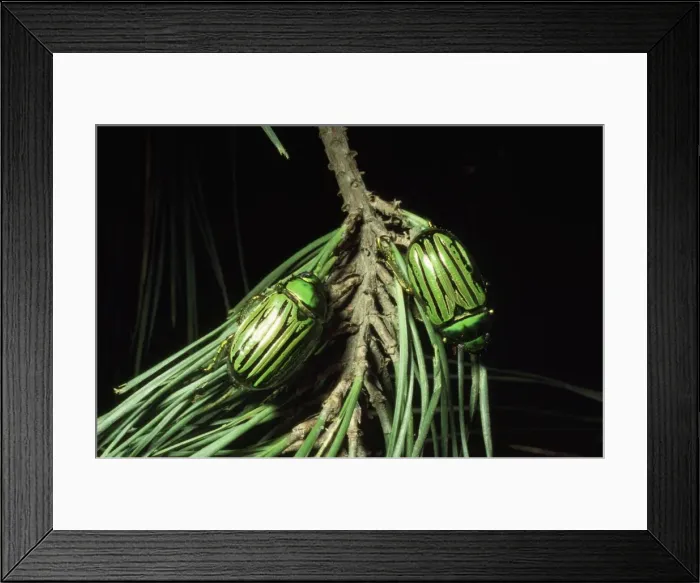 Framed Print : Glorious Beetle Arizona to Texas