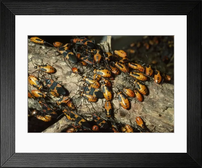 Framed Print : Milkweed Bug Framed Print : Milkweed Bug