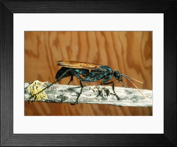Framed Print : Tarantula Hawk Wasp fam: Pompildae Framed Print : Tarantula Hawk Wasp fam: Pompildae