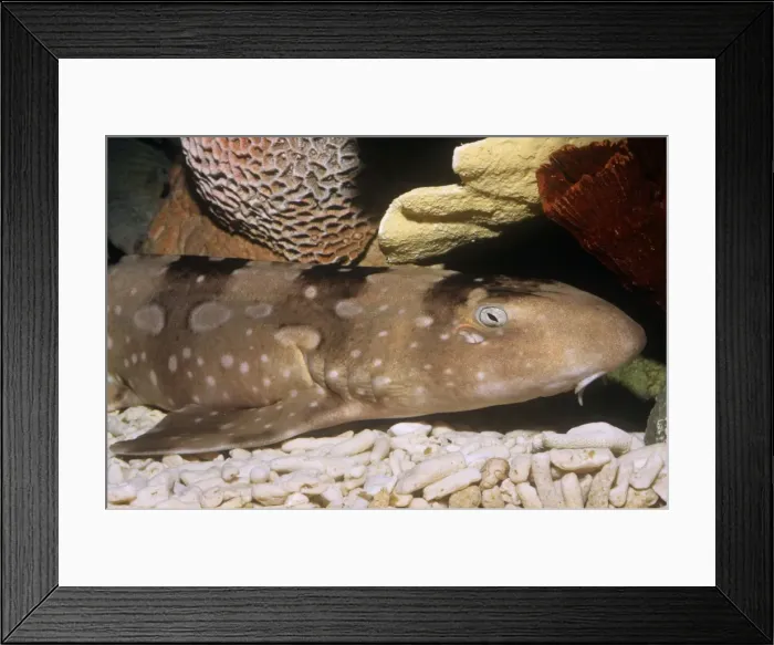 Framed Print : White-spotted / Bluespotted bamboo Shark Japan to Indonesia Framed Print : White-spotted / Bluespotted bamboo Shark Japan to Indonesia