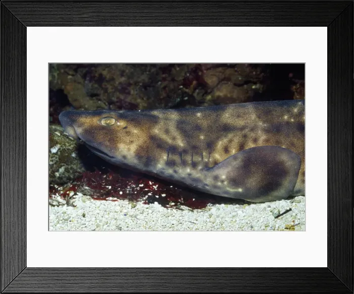 Framed Print : Swell Shark Kelp beds California to Chile Framed Print : Swell Shark Kelp beds California to Chile