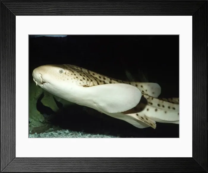 Framed Print : Zebra / Leopard Shark Red Sea Framed Print : Zebra / Leopard Shark Red Sea