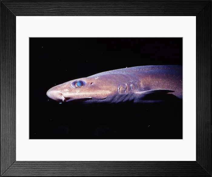 Framed Print : Filetail Catshark - deep sea 300 - 4100 feet. Monterey Bay California, USA