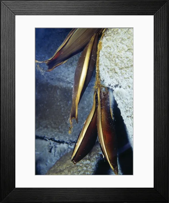 Framed Print : Brown Cat Shark - egg cases, deep water. Monterey Bay, California, USA Framed Print : Brown Cat Shark - egg cases, deep water. Monterey Bay, California, USA