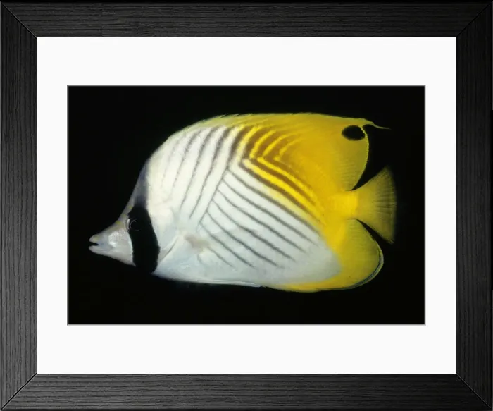 Framed Print : Threadfin Butterflyfish - Tropical Indo pacific Framed Print : Threadfin Butterflyfish - Tropical Indo pacific