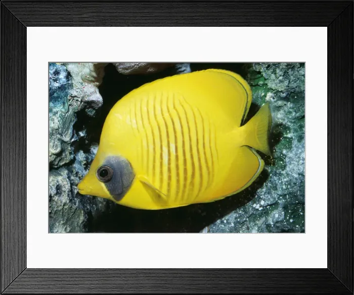 Framed Print : Golden Butterfly Fish KEL 917 Red Sea Chaetodon semilarvatus © Ken Lucas / ARDEA LONDON Framed Print : Golden Butterfly Fish KEL 917 Red Sea Chaetodon semilarvatus © Ken Lucas / ARDEA LONDON
