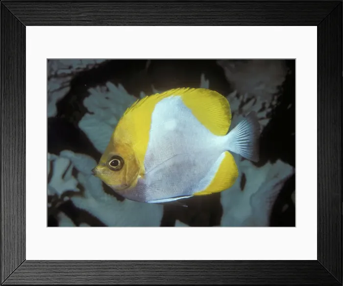 Framed Print : Pyramid Butterflyfish Coast of Eastern Australia Framed Print : Pyramid Butterflyfish Coast of Eastern Australia