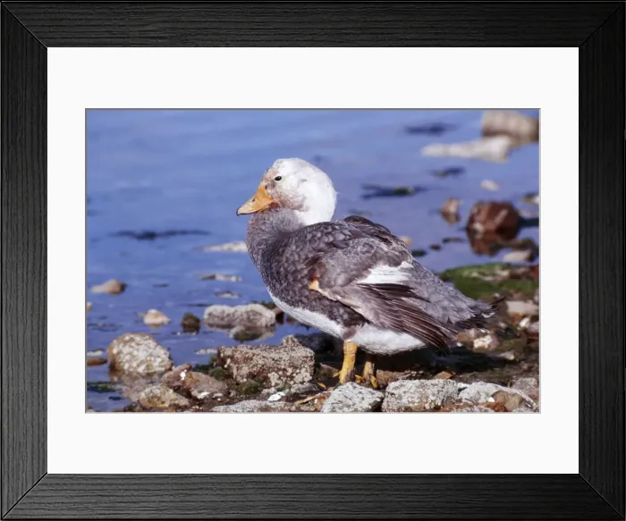 Framed Print : Falkland Flightless Steamer Duck KF 10005 Male, standing at waters edge Tachyeres brachypterus © Kenneth W. Fink / ARDEA LONDON Framed Print : Falkland Flightless Steamer Duck KF 10005 Male, standing at waters edge Tachyeres brachypterus © Kenneth W. Fink / ARDEA LONDON