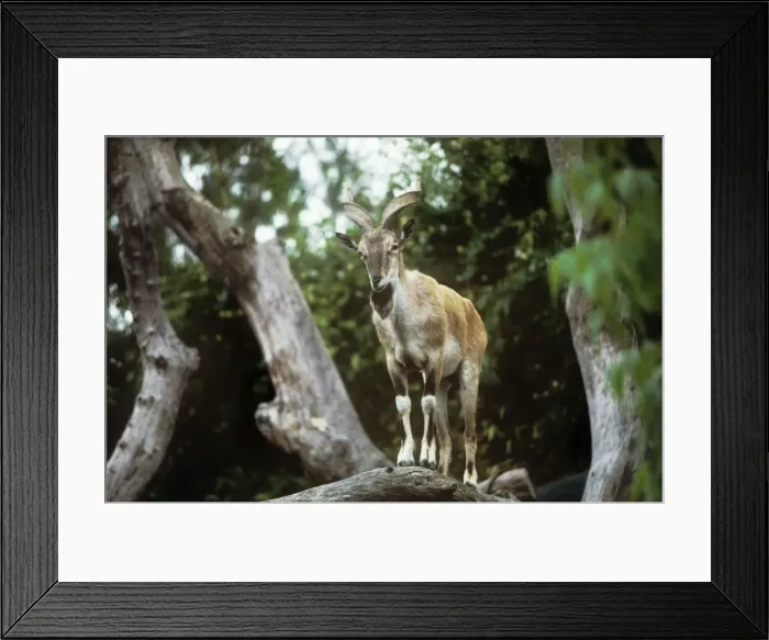 Framed Print : Flare-horned Markhor - male standing on a branch Framed Print : Flare-horned Markhor - male standing on a branch