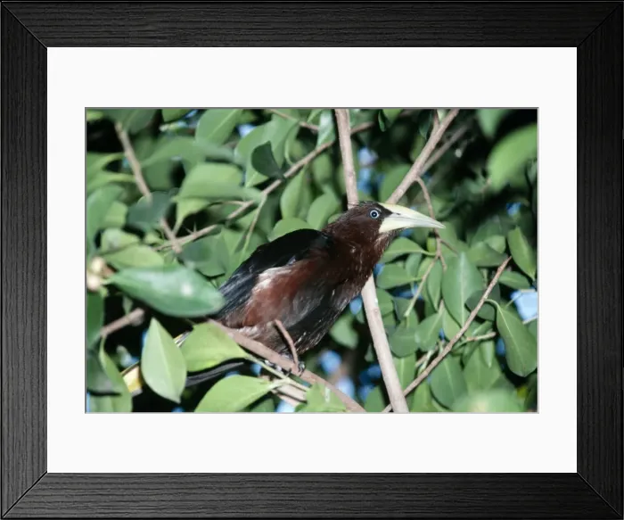 Framed Print : Chestnut-headed Oropendola KF 10522 Perched on branch Zarhynchus wagleri © Kenneth Fink / ARDEA LONDON Framed Print : Chestnut-headed Oropendola KF 10522 Perched on branch Zarhynchus wagleri © Kenneth Fink / ARDEA LONDON