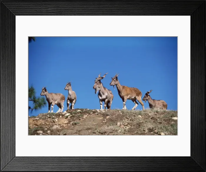 Framed Print : Tadjik Markhor - family group Framed Print : Tadjik Markhor - family group