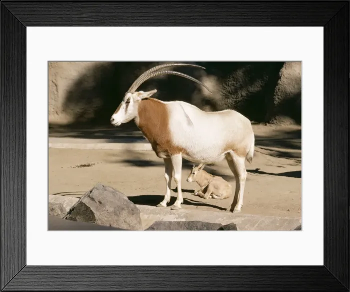Framed Print : Scimitar Horned Oryx KF 1067 Oryx dammah © Kenneth W. Fink / ARDEA LONDON Framed Print : Scimitar Horned Oryx KF 1067 Oryx dammah © Kenneth W. Fink / ARDEA LONDON