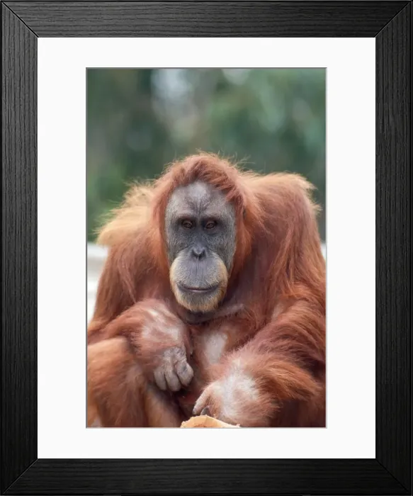 Framed Print : Sumatran Orangutan - female Framed Print : Sumatran Orangutan - female