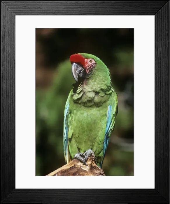 Framed Print : Mexican Military Macaw Framed Print : Mexican Military Macaw