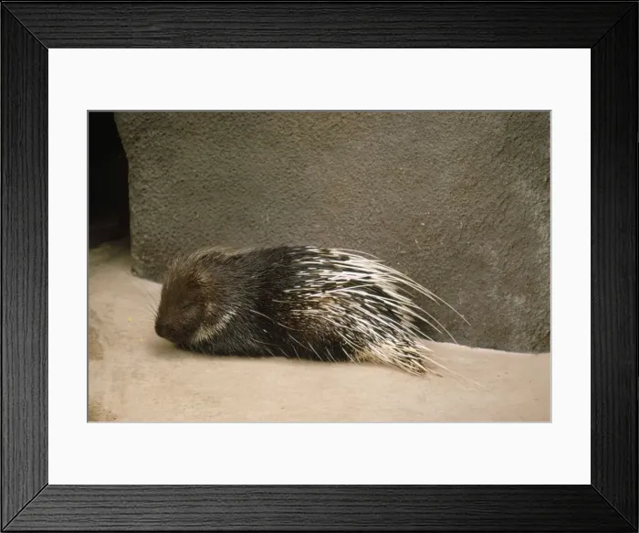 Framed Print : Javan Porcupine Framed Print : Javan Porcupine
