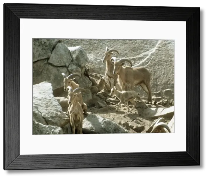 Framed Print : Aoudad / Barbary Sheep - group on mountainside Framed Print : Aoudad / Barbary Sheep - group on mountainside