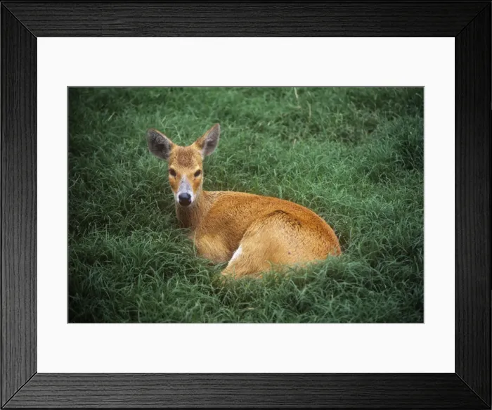 Framed Print : Chinese Water Deer Framed Print : Chinese Water Deer