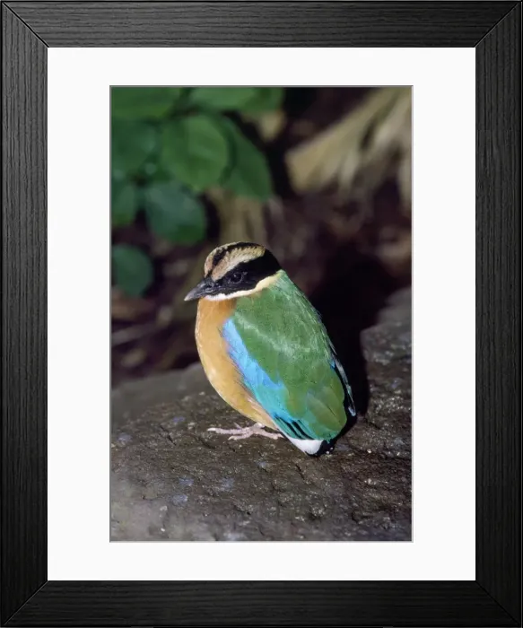Framed Print : Blue-winged Pitta South East Asia Framed Print : Blue-winged Pitta South East Asia