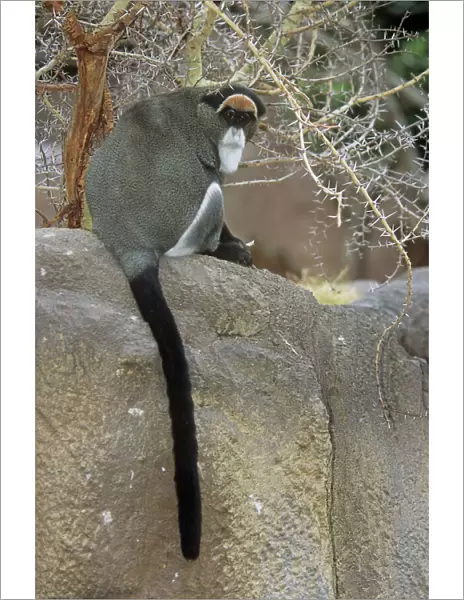 De Brazza's Monkey - showing tail  