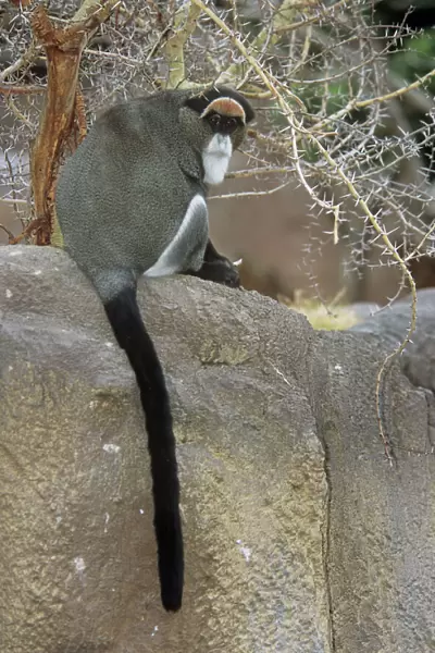De Brazza's Monkey - showing tail  