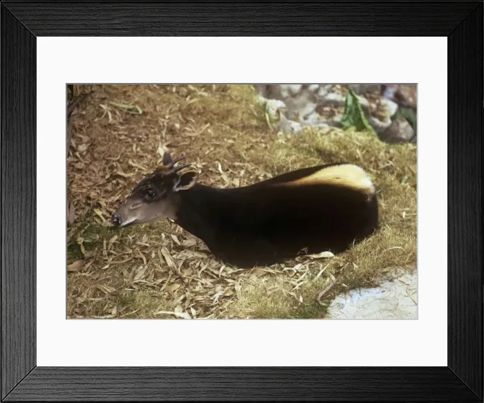 Framed Print : Yellow-backed Duiker - showing yellow stripe Framed Print : Yellow-backed Duiker - showing yellow stripe