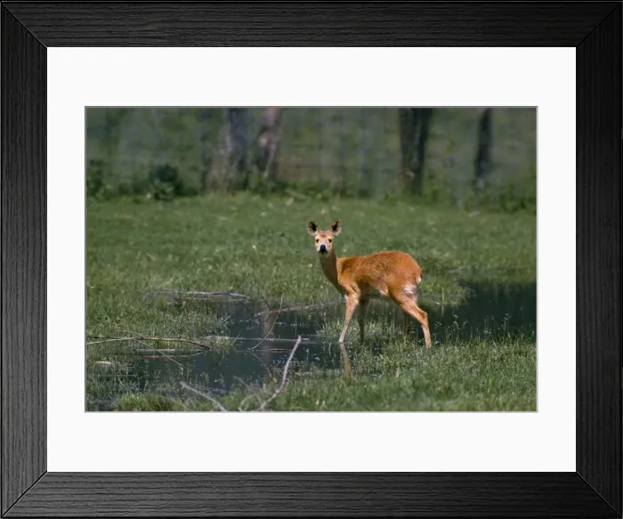 Framed Print : Chinese Water Deer - Male in natural habitat Framed Print : Chinese Water Deer - Male in natural habitat