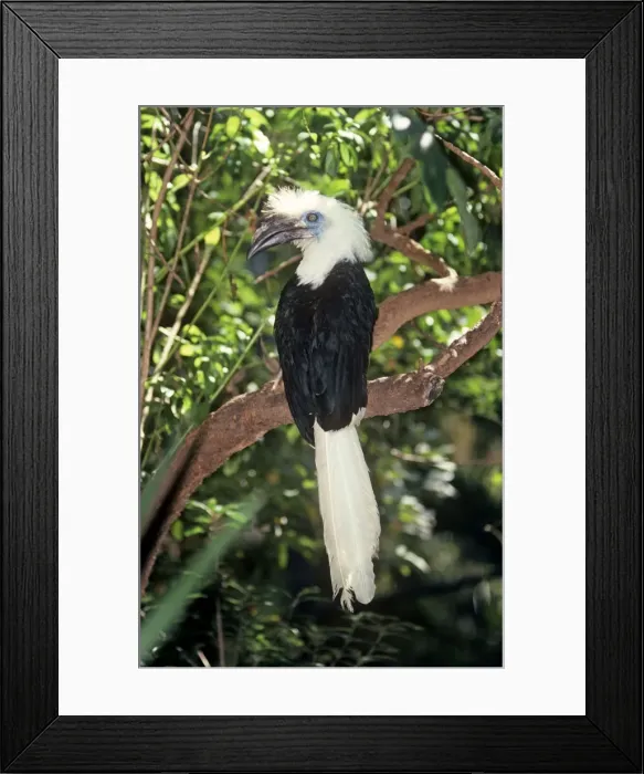 Framed Print : Long / White Crested Hronbill Framed Print : Long / White Crested Hronbill