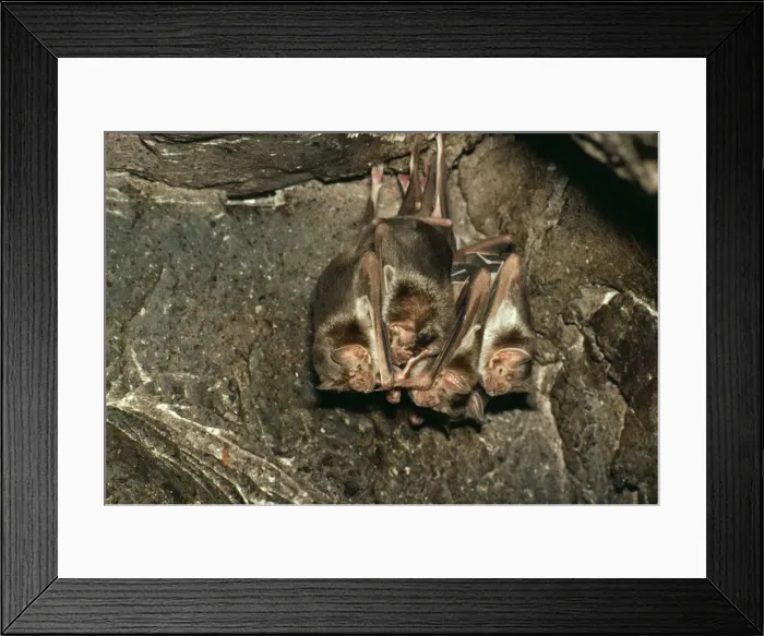 Framed Print : Vampire Bats KF 2551 Desmodius rotundus © Kenneth W. Fink / ARDEA LONDON Framed Print : Vampire Bats KF 2551 Desmodius rotundus © Kenneth W. Fink / ARDEA LONDON