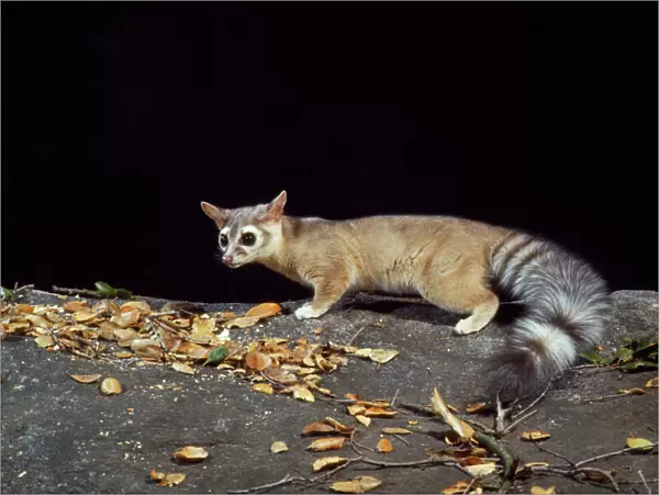 Cacomistle  /  RIng-tailed Cat