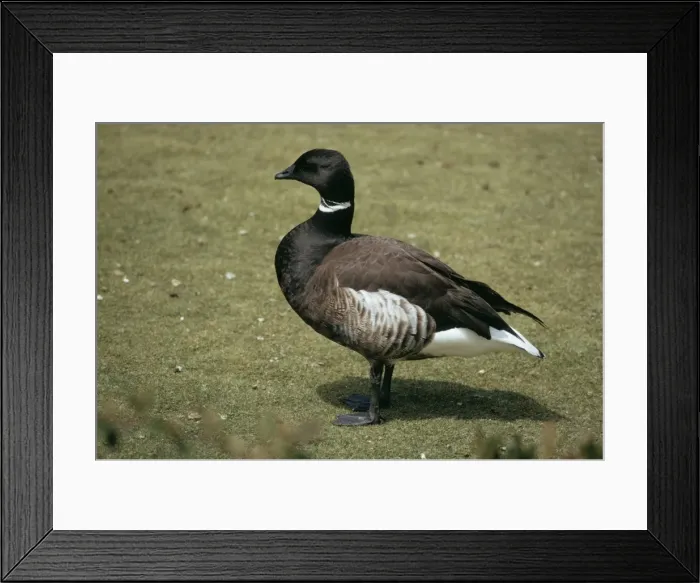 Framed Print : Black Brant Goose KF 2976 Branta bernicla enentalis © Kenneth W. Fink  /  ARDEA LONDON