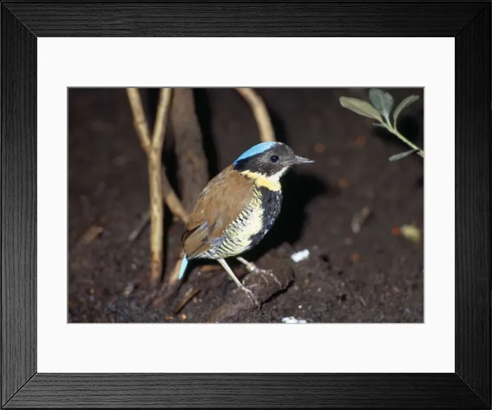 Framed Print : Gurneys Pitta - on branch Framed Print : Gurneys Pitta - on branch