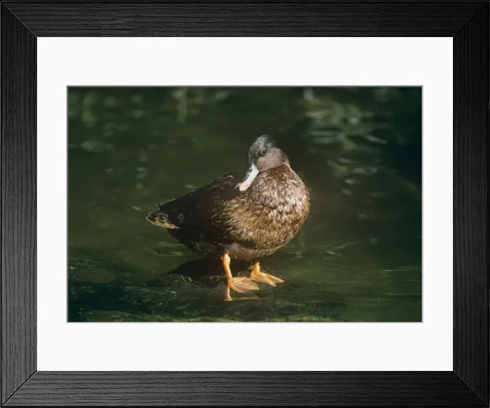Framed Print : Hawaiian Duck - male Framed Print : Hawaiian Duck - male