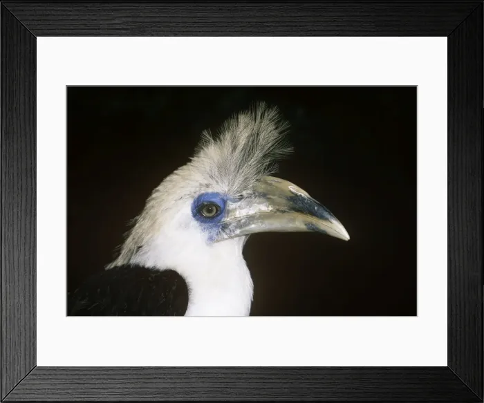 Framed Print : Long / White Crested Hronbill Framed Print : Long / White Crested Hronbill
