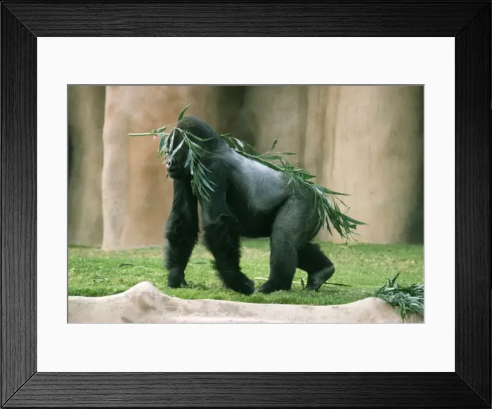 Framed Print : Lowland Gorilla KF 4884 Male Gorilla g. gorilla © Kenneth W Fink / ARDEA LONDON Framed Print : Lowland Gorilla KF 4884 Male Gorilla g. gorilla © Kenneth W Fink / ARDEA LONDON