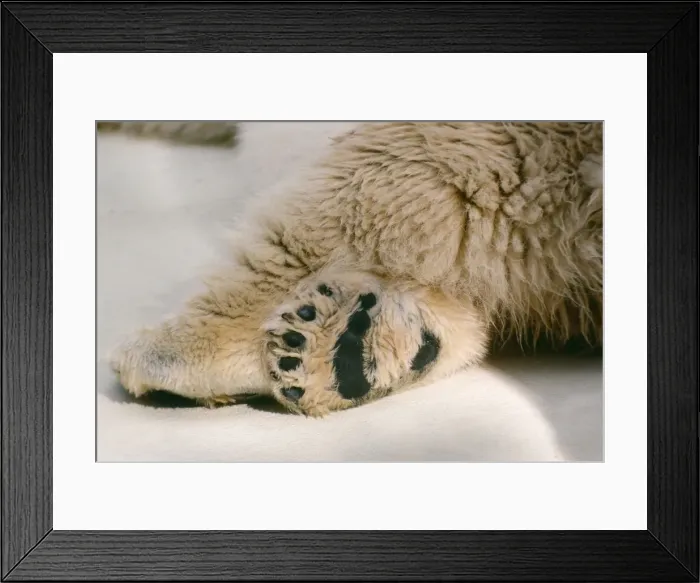 Framed Print : Polar Bear - foot Framed Print : Polar Bear - foot