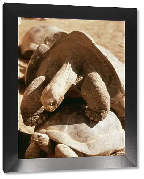 Galapagos Tortoise KF 5154 Copulating geochelone elephantopus © Kenneth Fink  /  ARDEA LONDON