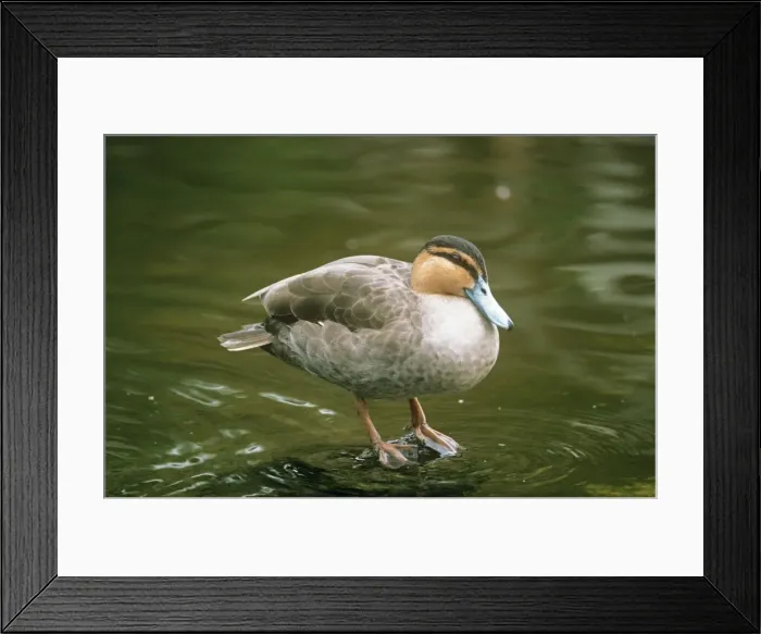 Framed Print : Philippine Duck Framed Print : Philippine Duck